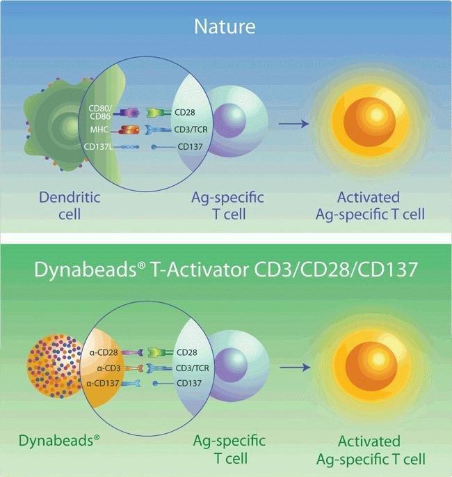 Dynabeads Human T-Activator CD3/CD28/CD137 | 製品情報 | ベリタス